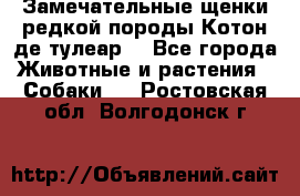 Замечательные щенки редкой породы Котон де тулеар  - Все города Животные и растения » Собаки   . Ростовская обл.,Волгодонск г.